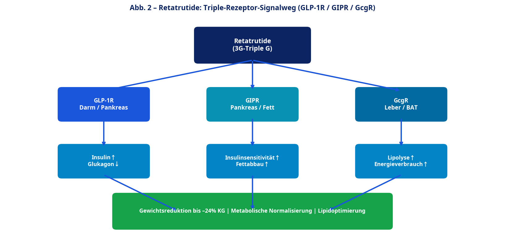 Retatrutide Triple-Rezeptor Signalweg